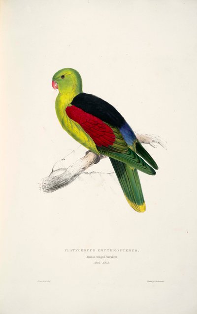 Ublandet erythroptera af Edward Lear